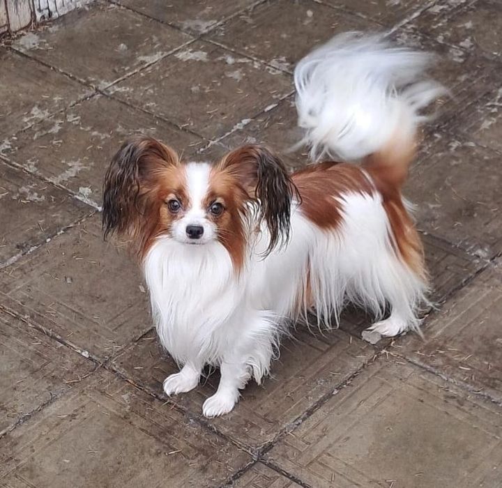 Продам  французкий папильон