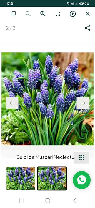Bulbi Muscari Necleptun