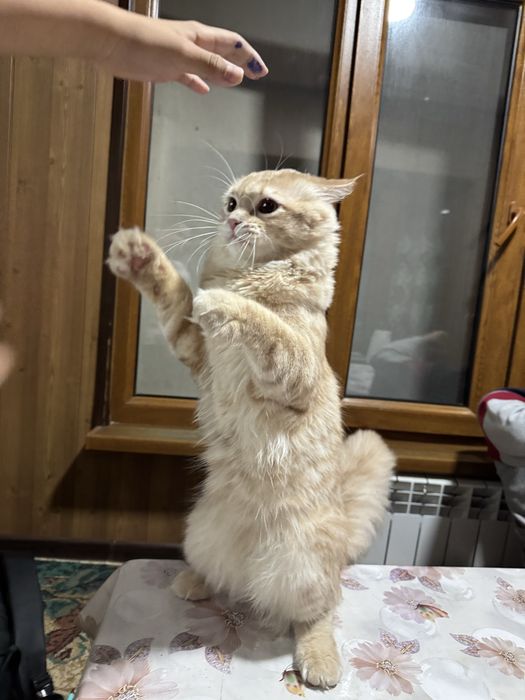 Кот для вязки очень красивый привитый и опытный