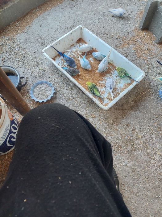 Vindem papagali diferite  culori