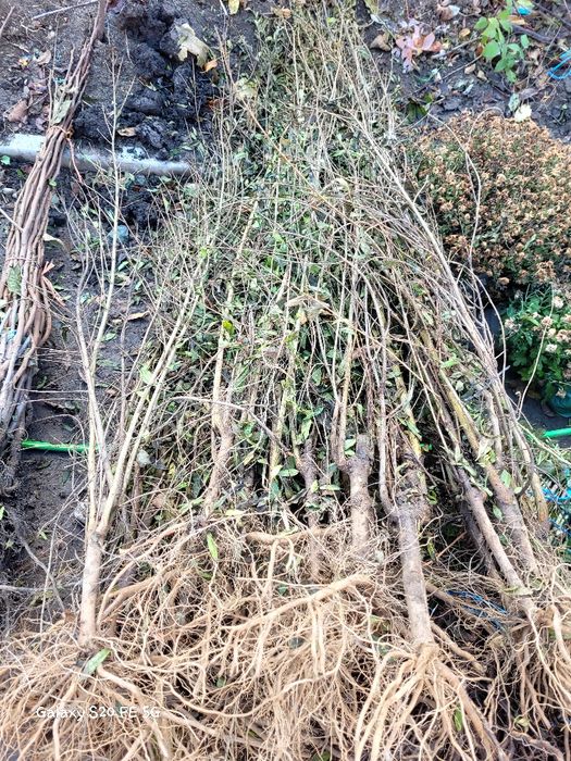 Trandafiri dulceata Rodiu diverse soirui de ciresi. Livrare curier