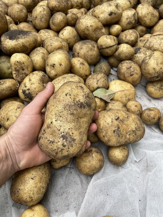 Продам картошку со своей дачи,поливная удобренная.
