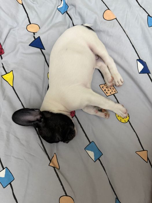 Продам щенка французского бульдога (4 месяца)