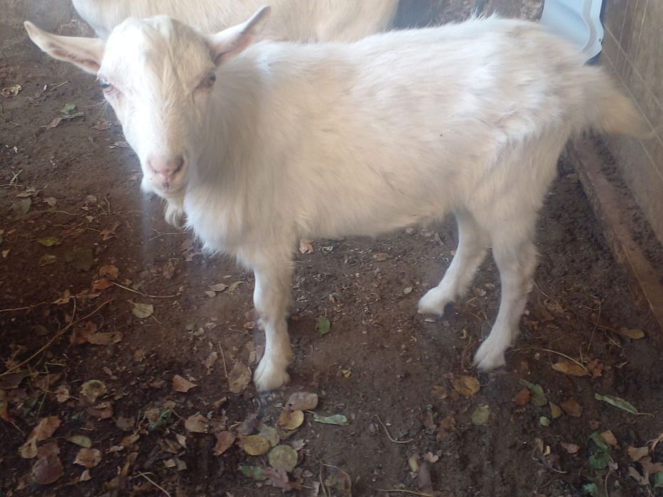 Теке теке козел т