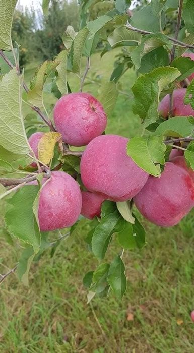 Pomi fructiferi certificati