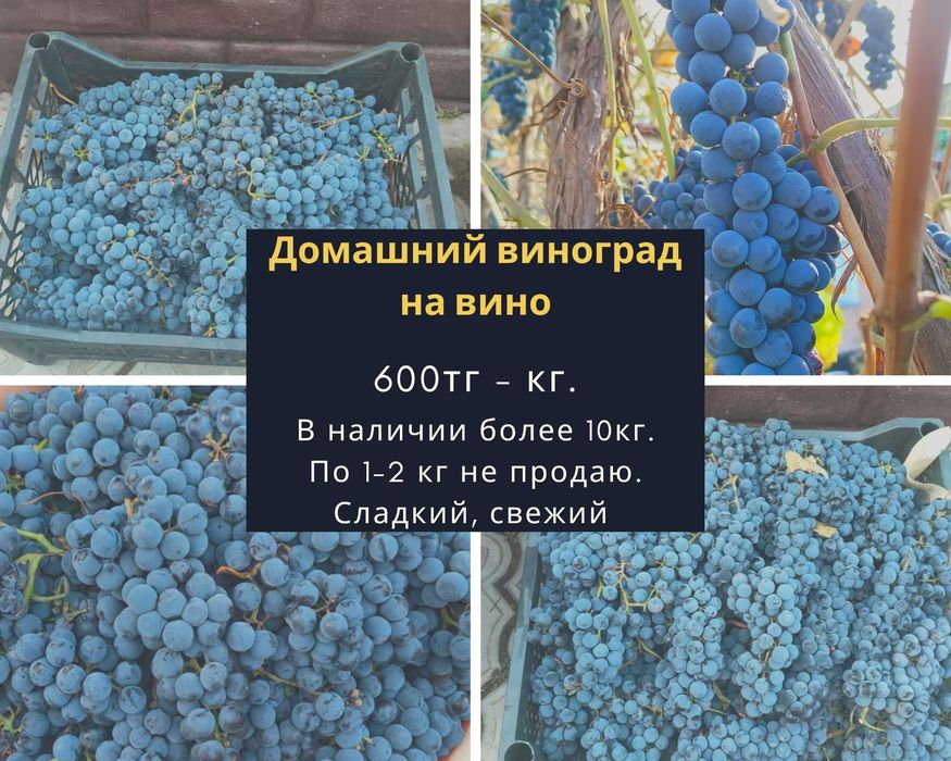 Виноград домашний на вино