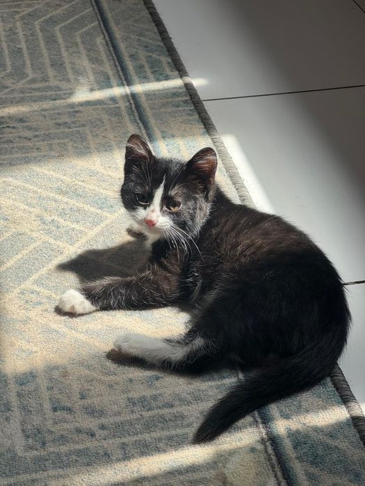 Котик молодой ищет дом