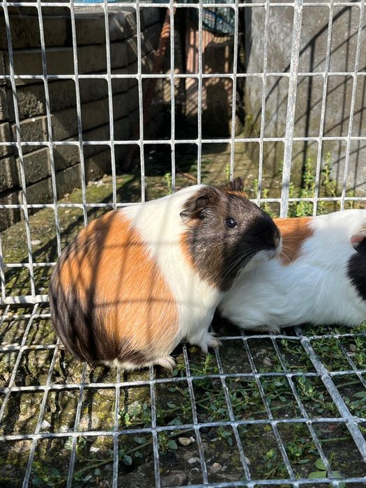 Porcușori de Guineea