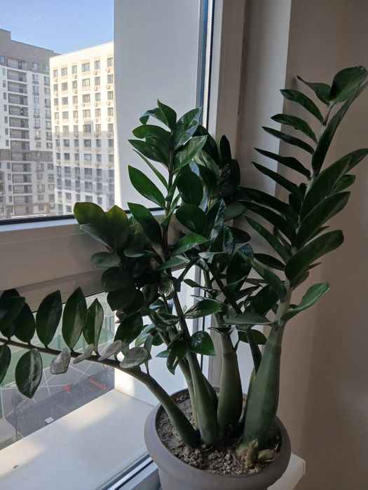 Долларовое дерево