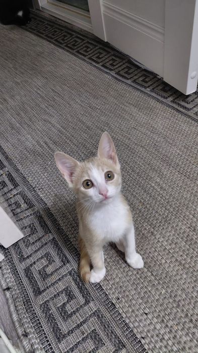 Котята  в добрые руки