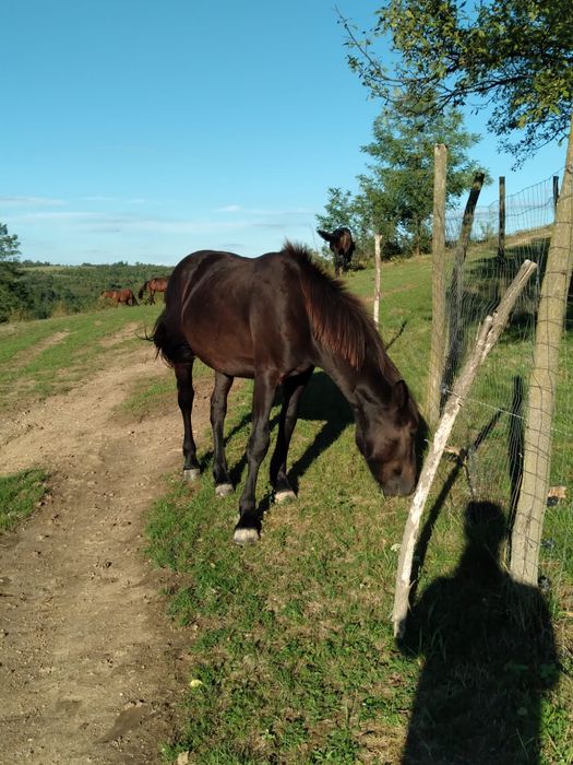 Vând cai buni pentru lucru.