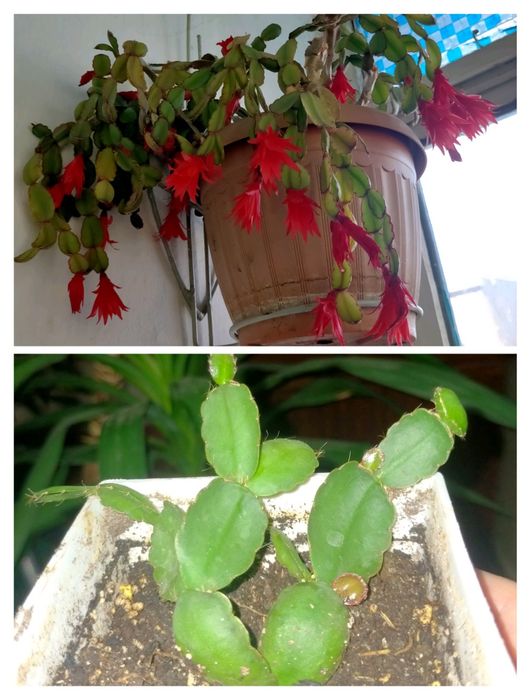 Рипсалидопсис красный