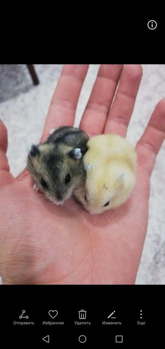 Джунгарские хомяки