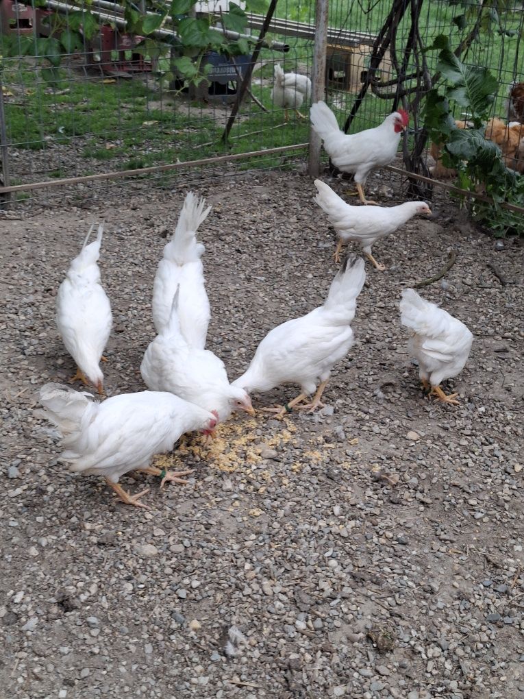 Pui rasa LEGHORN  [ cea mai outoare rasa)