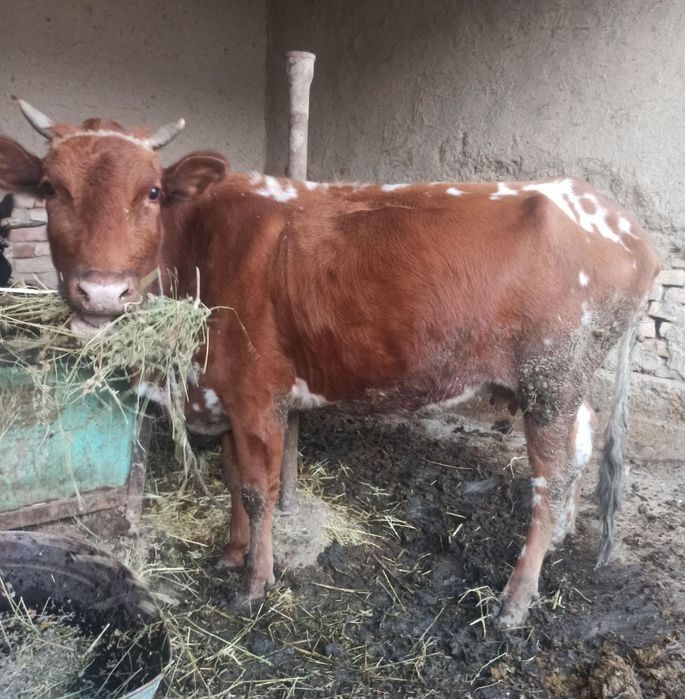 Она бола сигир  25млн