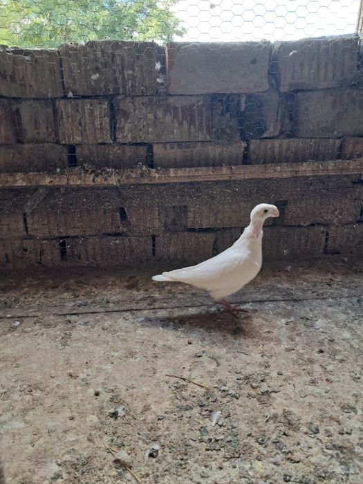 Porumbei Simi și germani albi