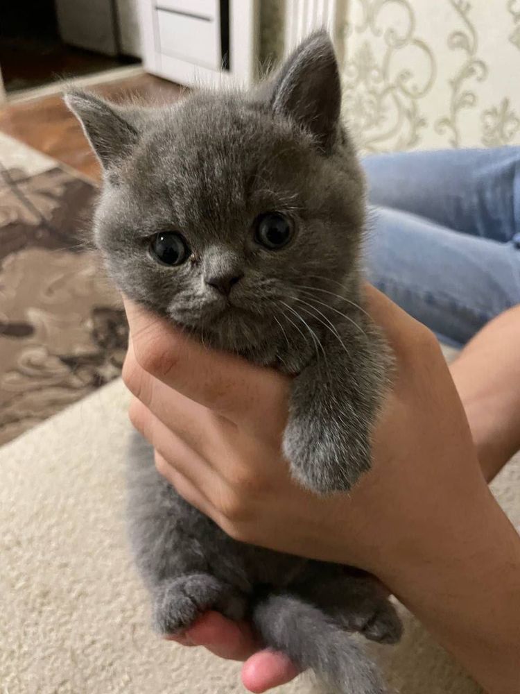 Котята мушук боласи