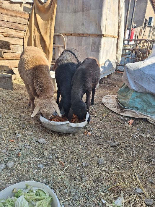 Семиз кошкар дар сатылады