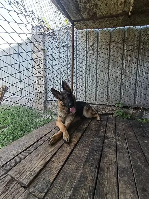 Срочно продам авчарку