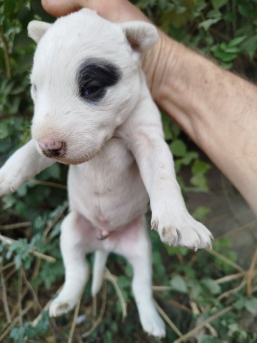 щенки породы бультерьер
