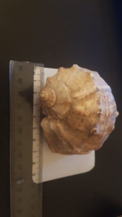 Cochilii melci RAPANE de dimensiuni mari și foarte mari