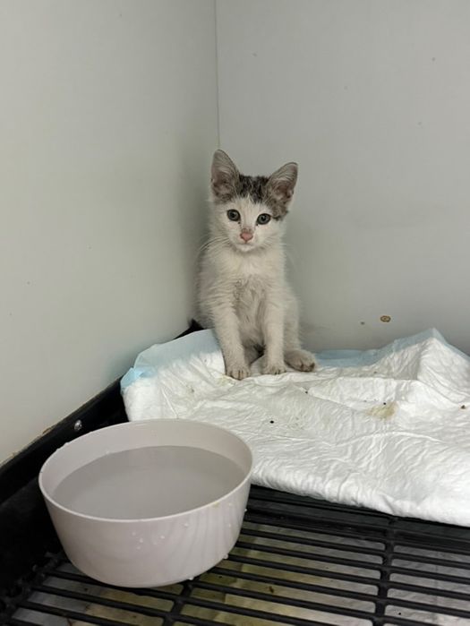 Малко женско коте търси дом