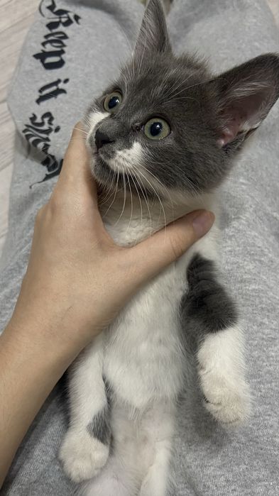 Отдадим котенка ей примерно мнсяца 2-3