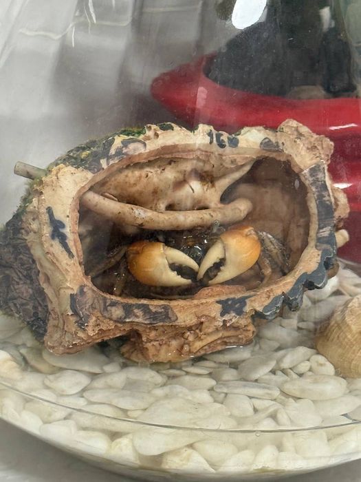 Аквариум с крабиком