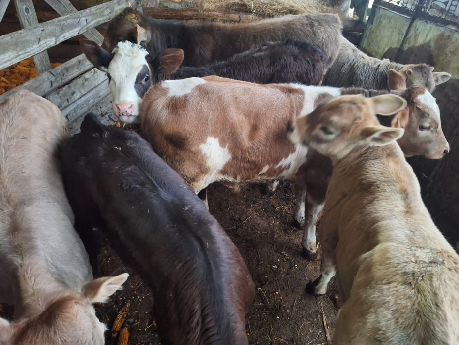 Vand vitei și vitele