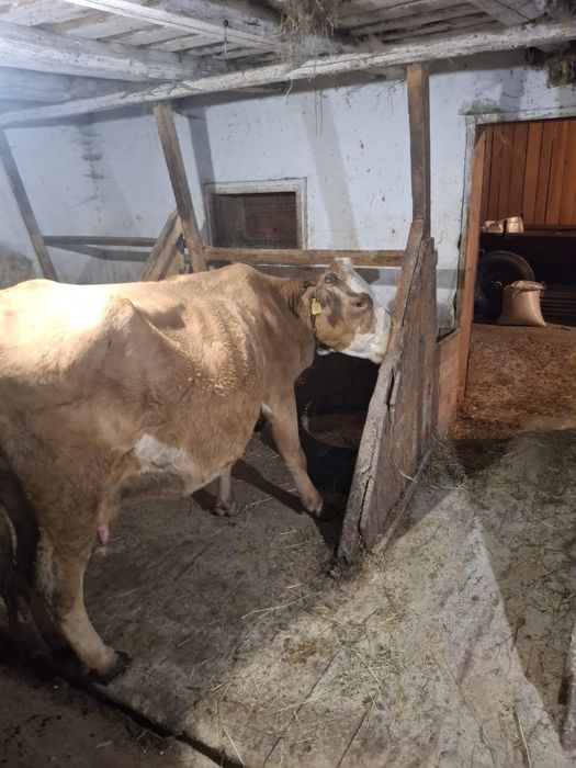 Vând vacă gestantă în a cincea lună