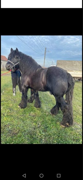 Vand manz semi greu cu influenta belgiana