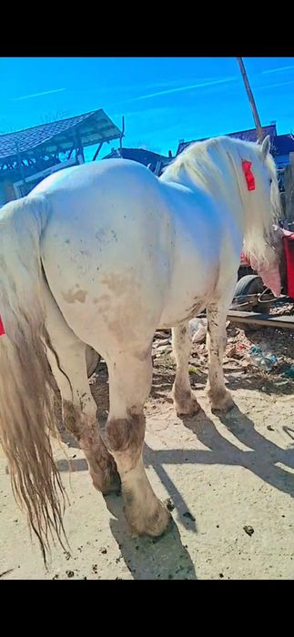 Vând  cal armăsar  forte cuminte   9 pe 10 ani