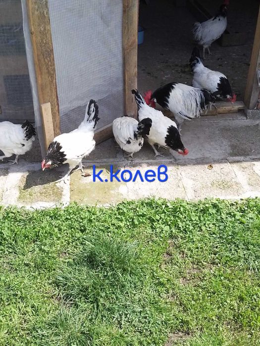 Продавам кокошки Лакендфелдер