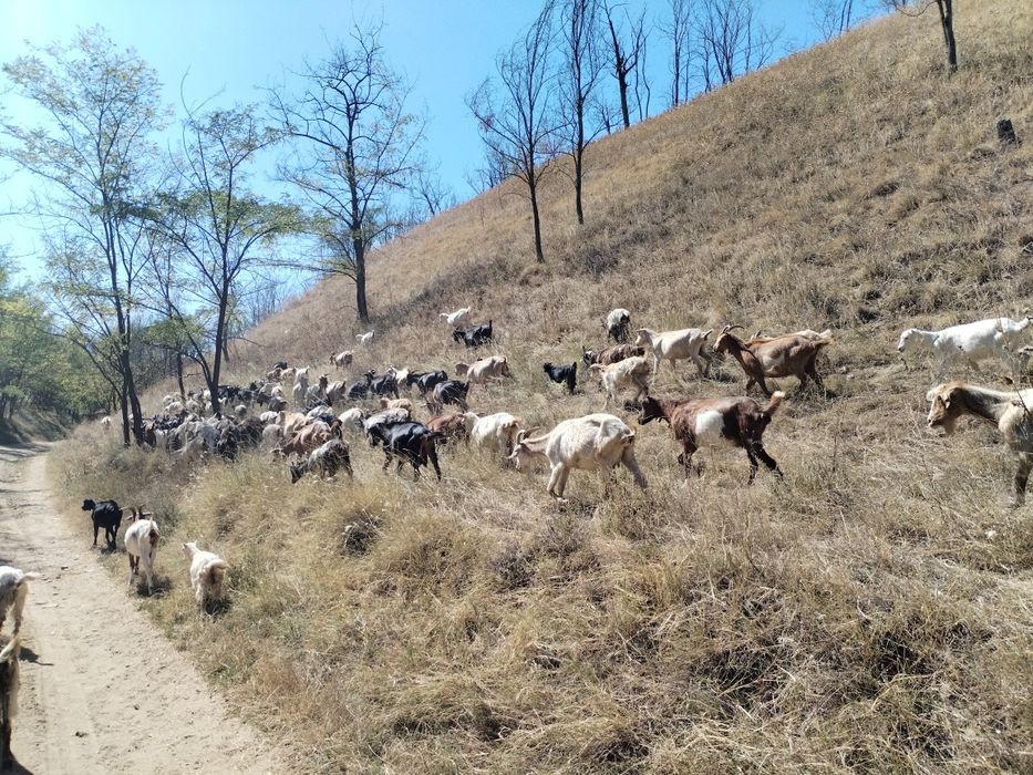 Vând capre,iezi și țapi