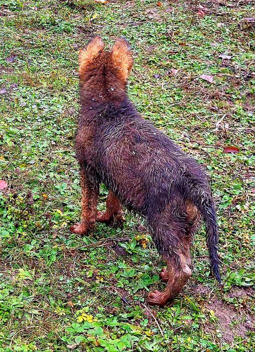 Ciobănesc german linie de lucru