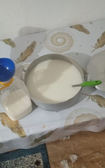 Домашний  кымызшубат. Кумыс. Қымыз. Шұбат. Курт, Құрт,