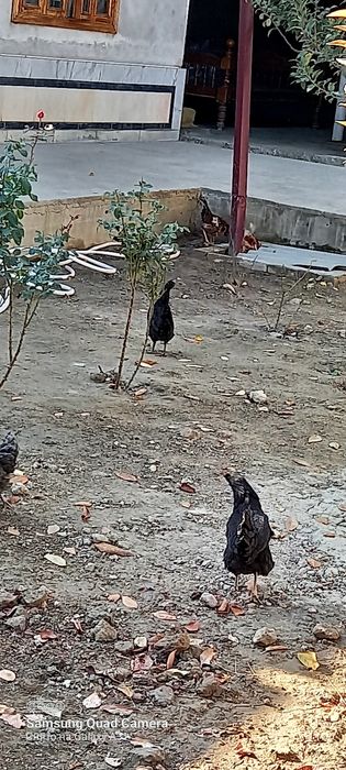 Хурозчалар сотилади⁸