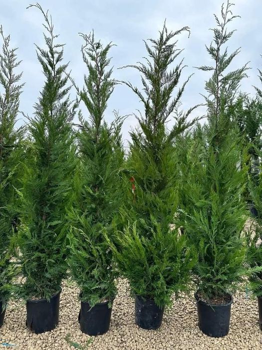 Vând chiparos cupresus leylandi diferite dimensiuni