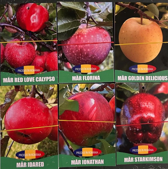 Pomi fructiferi certificati si ambalati