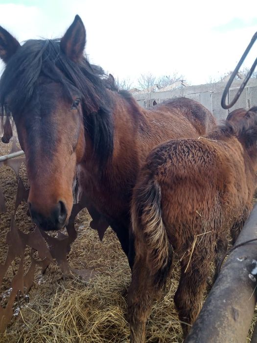 Продам лаошадей 8-лет, 4-года, 2-года, 1,5-год, 6-месяцев жеребенок