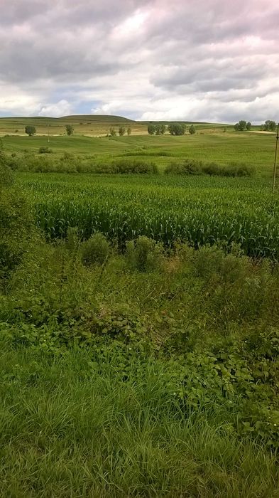 Vind  Teren  extravilan cadastrat cu CF linga sat Valcele , loc CABANA