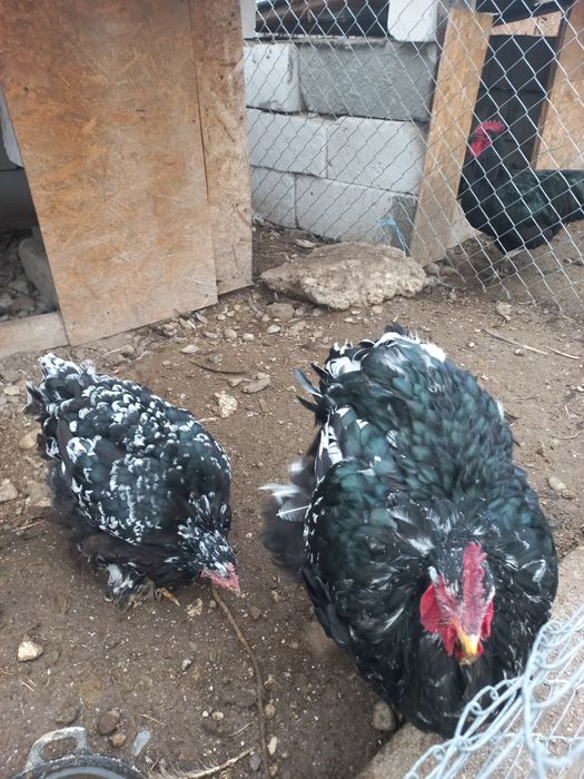 Vând cochin urias , pitic și iepuroaica UG