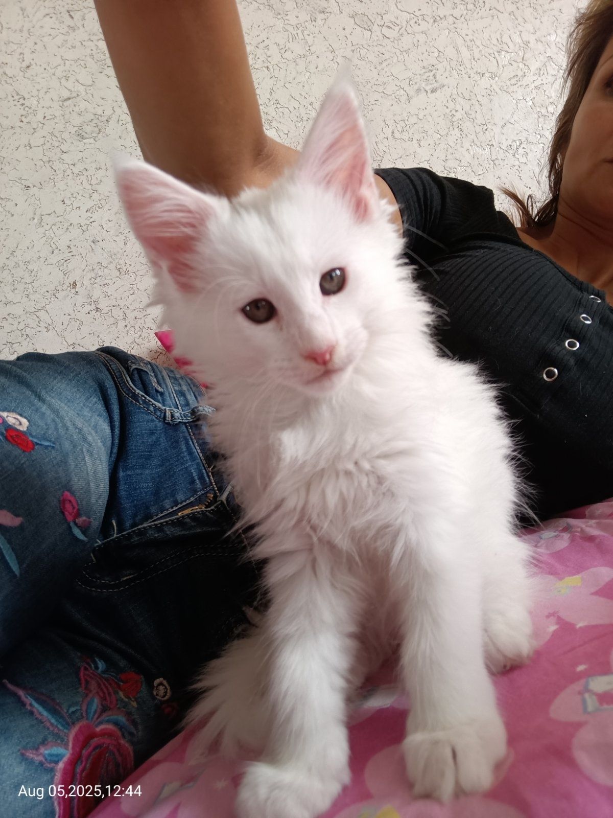 Породисти котета Мейн Кун
