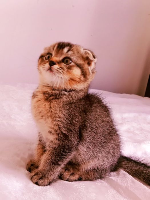 Шотландские здоровые котята 4 мес