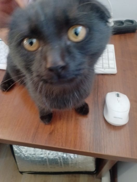 Britanskiy mushuk sotiladi rangi qora 1 yowar