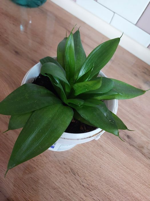 Продаю цветок драценна!