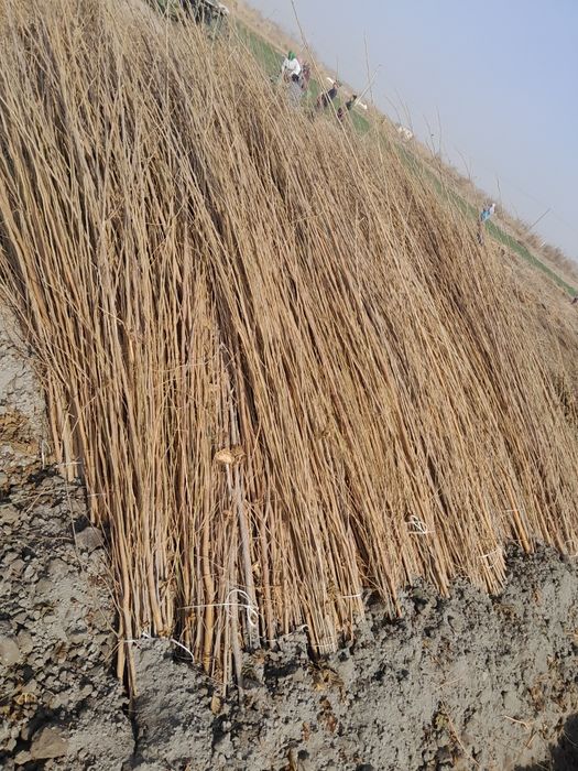 Tut ko'chatlari bor sotiladi