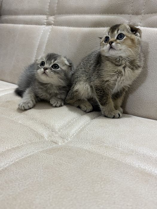 Скоттиш фолд и Золотая шиншилла правильная связка