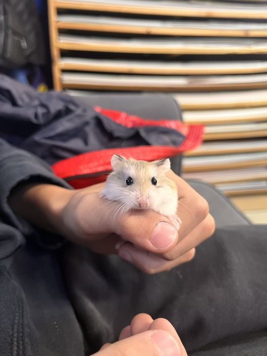 Продавам клетка за хамстери ,напълно оборудвана. Със пет мини хамстерч