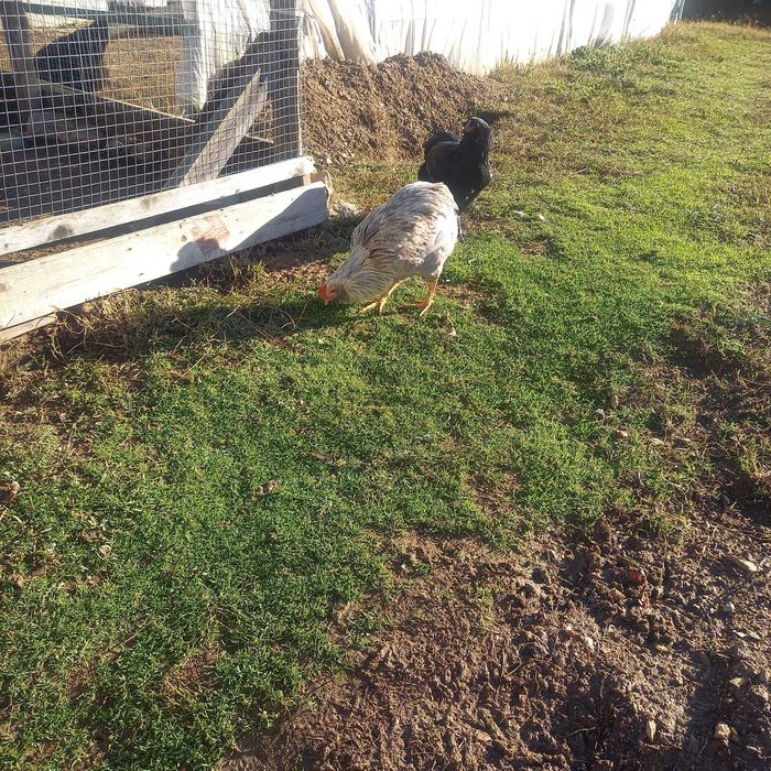 Петлета Араукана